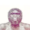 SINGE ALLO SALEM