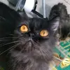 spidert8.c