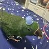 crazyparrotdawnandowner