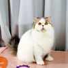 diahcathouse