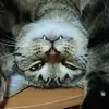 littlesnowl