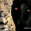 hocine.hasona7