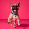 lil.che.frenchie