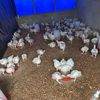 djs_farm