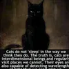 catcup3845