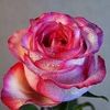 amalm5022