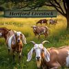 hertford_livestock