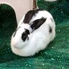 bnuuy_loaf