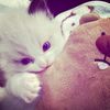 ly_virlly