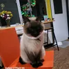 youmekikue39