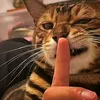 _meomeo263