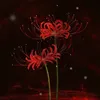 minhduc_9599