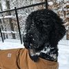 finnegan_therescuepoodle