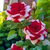 norjahan.akter6