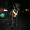 scout_themutt
