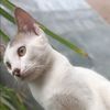sachithana8