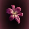 ayajewelry0