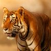 wajid.hussain85