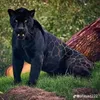 mohamedbenali8703