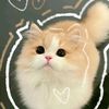 ina.hussein13