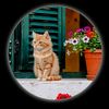 mahmoud.eldeeb.14
