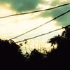 alfn_8703