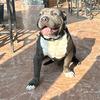 bracko.americanbully