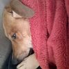 amanda.borrett