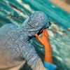 shah__zahir