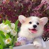 lol_petfunny