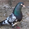 pigeon_kbotarbazi.pk.com