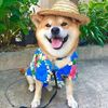 funny_pet19