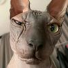 pipitotys
