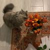 aminaalali282