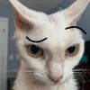 neu_dee