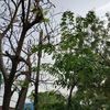 thungshwe4