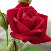 lovely.joy24