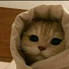 diyasofficial7