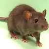peida_navara22