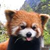 redpandasandcats