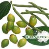 malukumanise93