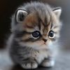 petcatcute8