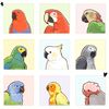 BabyParrot