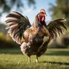 pollo.asado883