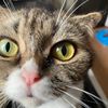 babycat22
