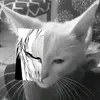levi_193936