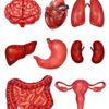 organs_for_sale_