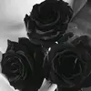 weendy_024