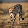 cheetah9084