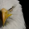 afrasyabgmail.com0